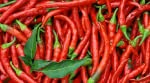 100 USDA Certified Organic Sichuan Chili Pepper Seeds, Er Jing Tiao, Product of the USA, Non GMO, 二荆条辣椒