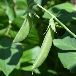 Park Seed 'Sugar Ann' Sugar Snap Pea Seeds, 1 Pack of 150 Seeds