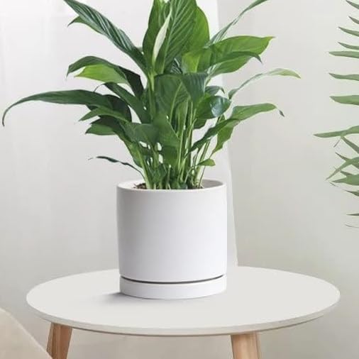 Plant Saucer White Ceramic Deep Pot Tray - 1 Pack 15 inch, Planter Saucers Water Drip Trays for Indoors Outdoor, Thick Durable Sturdy Flower Pot Saucers for Glazing Pots Base, (15"/13.5"-Size)