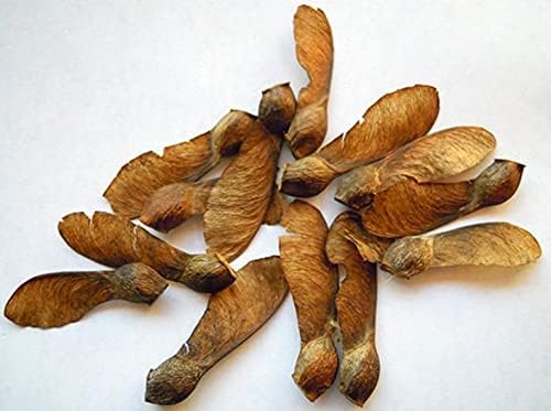 Brown Farm Academy Sugar Maple, Tree Seeds (Acer Saccharum) 50 Seeds for Fall Colors and Sugar Maple Syrup