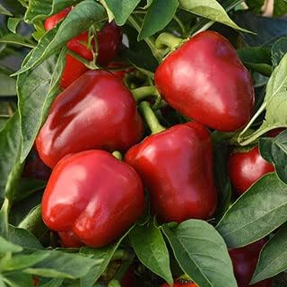 Park Seed Sweet Pepper Vegatable Plant Seeds, Easy to Grow, Spring Garden, Snackabelle, Pack of 15