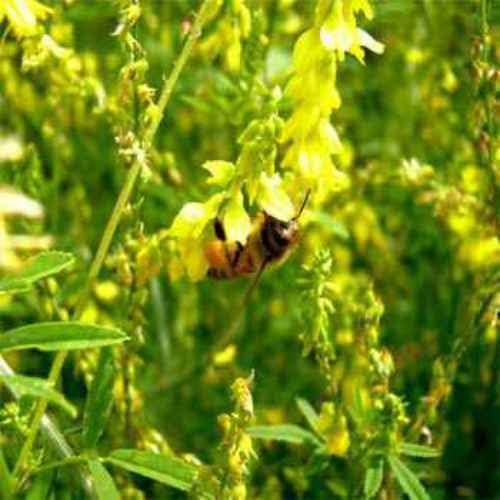 Outsidepride Yellow Sweet Clover Seed - 5 lbs Biennial, Drought-Tolerant, Frost-Resistant, Nitrocoated, Inoculated Yellow Clover Seeds Cover Crop for Forage, Honey Production, & Pollinators