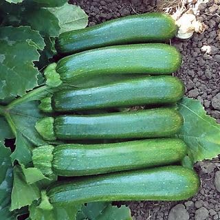 Park Seed Zucchini Squash Seeds – Grow Your Own Garden Vegetables, Green Machine, High-Yielding with Uniform 6–7 Inch Fruits, Vigorous & Easy to Harvest, Midwest & Southeast Favorite, Pack of 10