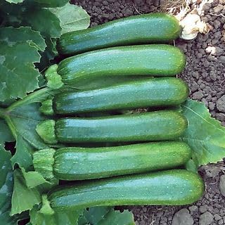 Park Seed Zucchini Squash Seeds – Grow Your Own Garden Vegetables, Green Machine, Virus and Resistant, Uniform 6–7 Inch Fruits, High-Yielding and Field-Tested Performer, Pack of 100