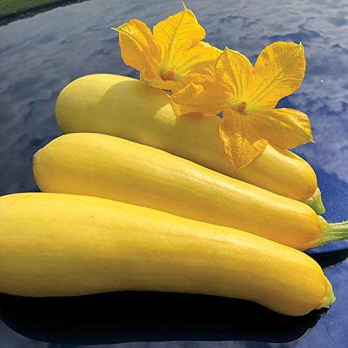 Park Seed Smooth Criminal Yellow Squash Seeds – Unique Upright Growth Habit, Continuous Harvest of Tender Pale Yellow Fruits, Adaptable and High-Yielding, Easy to Grow and Pick, Pack of 20