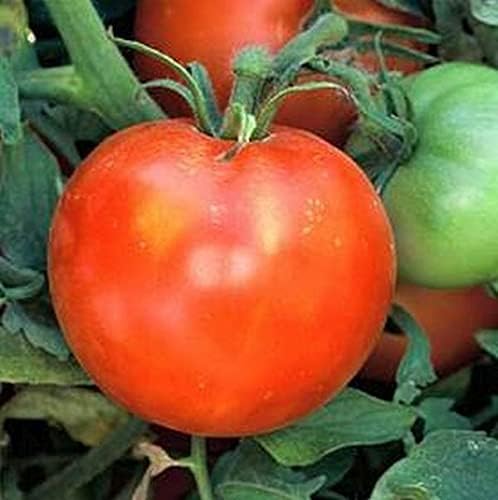 Marion Tomato Seeds