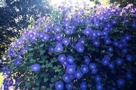 Morning Glory Heavenly Blue Flower UNTREATED Ipomoea Tricolor Seeds by Seed Kingdom (60 Seeds)