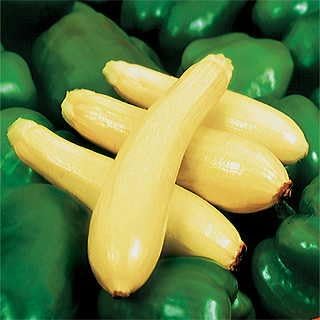 Park Seed Enterprise Hybrid Squash Seeds – Widely Adapted Straightneck Variety, High Yield and Great Holding Power, Mild Creamy-Sweet Flavor, Vigorous Bush Plants for Multiple Harvests, Pack of 250