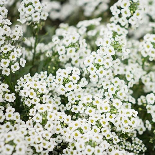 Outsidepride Perennial Sweet Alyssum Seeds - 5 lbs. White Lobularia Maritima Seeds for Ground Cover, Pollinator-Friendly Gardens, Drought-Tolerant Landscaping, Easy-to-Grow in USDA Zones 7-9