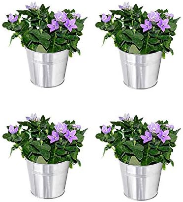 KINJOEK 8 Packs 4.72 x 4.72 x 3.54 Inch Galvanized Bucket Metal Planter, Silver Round Flower Pot Plant Basket for Balconies, Gardens, Patios, Office, Parties and Weddings