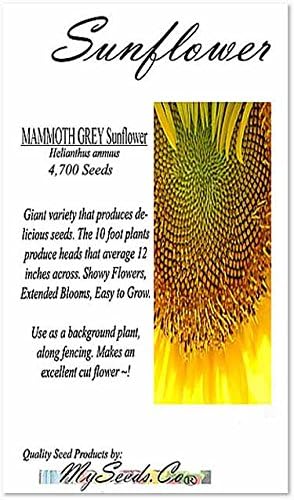 1 lb (4,700+ Seeds) Mammoth Grey Stripe Sunflower (Helianthus annuus) - 9-12 Feet Tall Extended Bloom - Non-GMO Seeds by MySeeds.Co (1 lb Grey Stripe Sunflower)