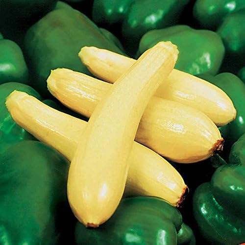 Park Seed Enterprise Hybrid Squash Seeds – Slender Yellow Straightneck Variety, Mild and Creamy-Sweet Flavor, High-Yielding and Widely Adaptable Summer Favorite, Pack of 20