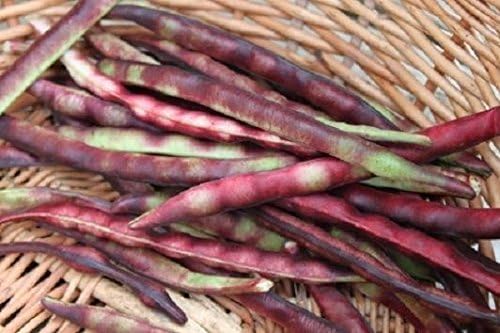 Mississippi Purple Purple Peas (Southern) Peas, A Peas,Great Flavor, Shell pea(100 Seeds)