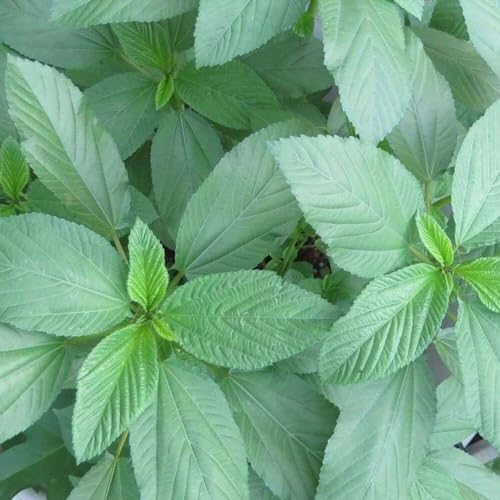 The Rike 3000 Egyptian Spinach Seeds, Corchorus Olitorius Molokhia, Ewedu, Jute, Saluyot Seeds