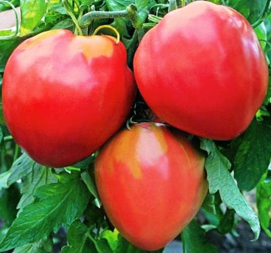 Seeds Red Beefsteak Tomato Giant Bulls Heart Determinate Non GMO Vegetable for Planting