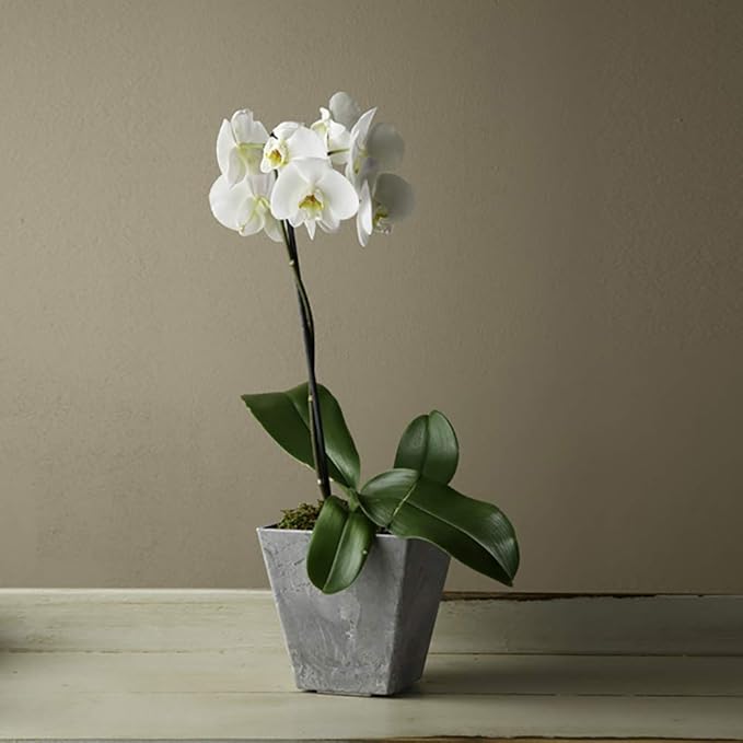 Root & Vessel, 35060 Ella Square Planter, 6-Inch, Grey
