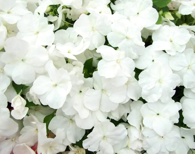 100PCS Dwarf White Impatiens Seeds Shade Garden Container Seeds Heirloom