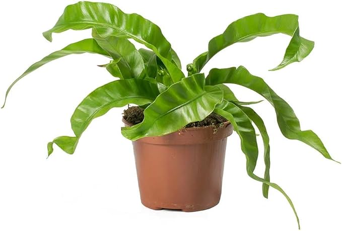 GARDENERA Hurricane Plant Planting Mix - Promotes Steady Growth and Lush Leaves - 10 Quart (2 Bags of 5 Quart)