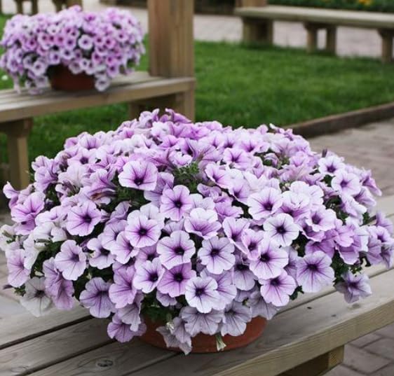 300+ Petunia Balcony Mix Flower Seeds Dwarf Petunia Container Plant Fragrant Colorful Grandiflora Flowers Plant for Garden