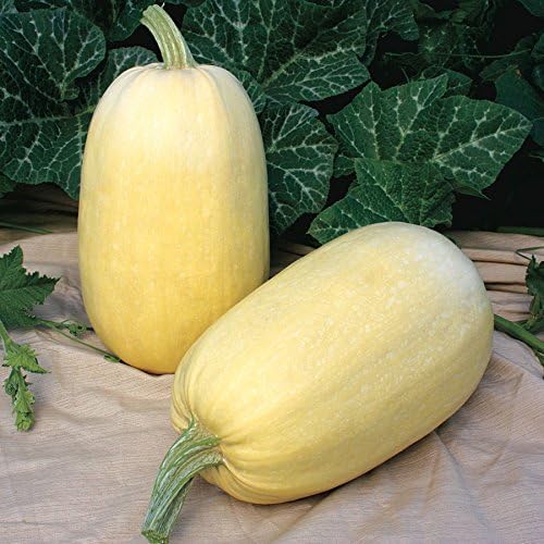Park Seed Tivoli Hybrid Spaghetti Squash Seeds – AAS Winner with Sweet Flavor and Crunchy Texture, Compact Bush Habit for Containers, Dual Use as Summer or Winter Squash, Easy to Grow, Pack of 20