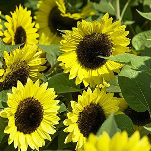 Outsidepride Lemon Queen Sunflower Seeds for Planting - 5 Lbs. Annual, Easy to Grow Flower Seeds w/Vibrant, Abundant Blooms for Cut Flower Arrangements & Pollinator & Vegetable Gardens