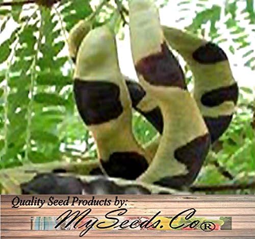 Big Pack - Thornless Honeylocust Tree Seed (100) - Gleditsia triacanthos Tree Seeds - Fragrant Blooms - Pods Used for Making Beer - Excellent Shade Tree - by MySeeds.Co (Big Pack - Honeylocust)