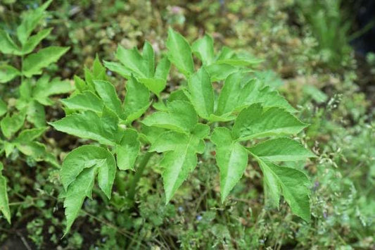 New Fresh 90pcs Ashitaba Plant Seeds Generic
