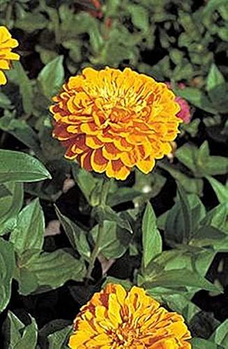 Zinnia Benary Giant Golden Yellow Annual Seeds