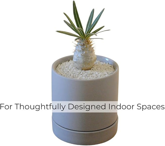 Crystal Grain Cactus & Succulent Soil Mix, Coarse Grain for Maximum Drainage, 100% Inorganic & Odorless, Visible Watering Indicator, Patented Japanese Tech, 3L (Resealable Bag)