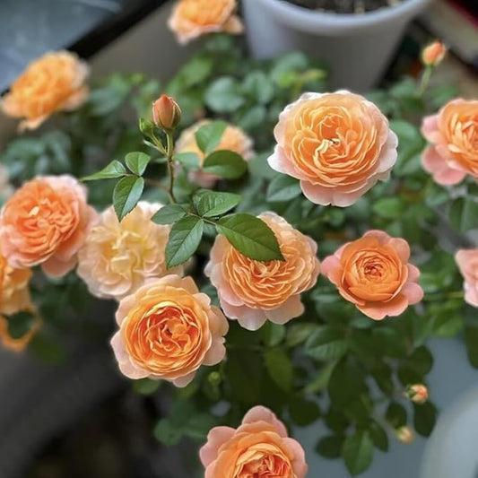 50+ Rare Juicy Terrazza Rose Seeds Perennial Flowers Bloom Late Winter to Early Spring Planting