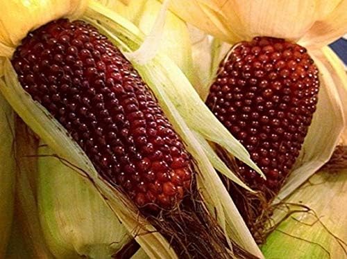 Seeds Vegetable Ornamental Corn Red - 10 Seeds