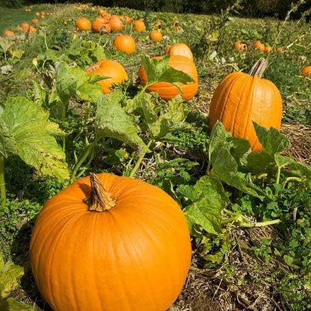 Eden Brothers Pumpkin Seeds - Howdens Field Non-GMO Seeds for Planting, 1 Ounce | High-Yielding, Fast Growing Vegetable Seeds, Plant During Warm Season, Zones 3, 4, 5, 6, 7, 8, 9, 10
