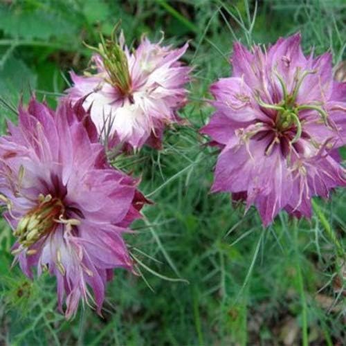 Outsidepride Jewels Rose Nigella Seeds - 1000 Pcs Annual Flower Seeds for Planting with Vibrant Blooms & Lacy, Fern-Like Foliage, Attractive Cut Flower for Small Garden Spaces & Floral Arrangements