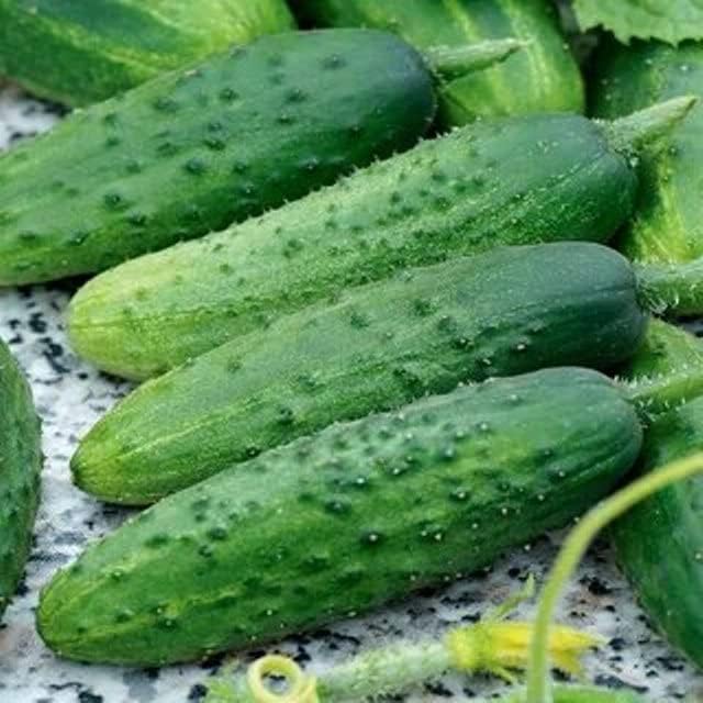 Seeds Self-Pollinated Cucumber Firm Secret F1 40 Days for Pickling Indoor Non GMO Hybrid