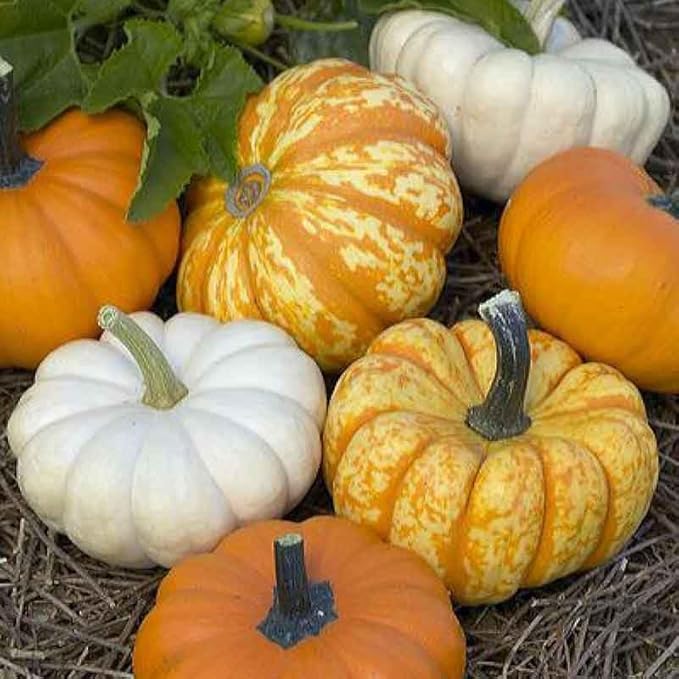 Eden Brothers Pumpkin Seeds - Mini Harvest Blend