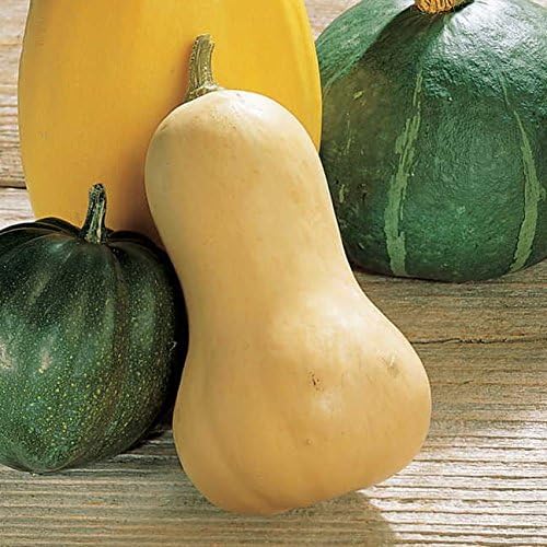 Park Seed Waltham Butternut Organic Squash Seeds – Classic American Variety with Smooth Tan Skin and Nutty-Sweet Orange Flesh, Dual-Use as Summer or Winter Squash, Easy to Grow and Store, Pack of 20