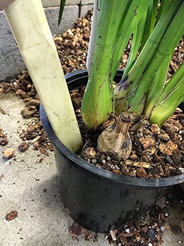 ™ Orchid Seedling Potting Mix by Waldor Orchids for Young Plants and Keiki's Contains Bark Charcoal Perlite and Coconut Husk (Cymbidium Orchid Potting Mix)