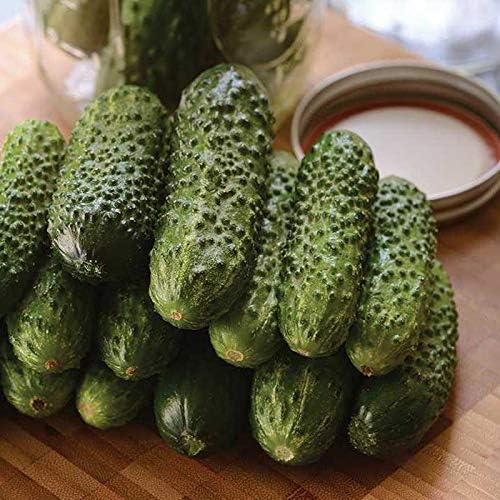 Seeds Vegetable Cucumber Parisian Gherkin Heirloom Without Bitterness for Pickling - 20 Seeds