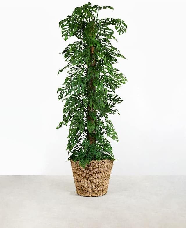Gardenera Monstera ADANSONII Plant Soil: Expert Blend for Optimal Growth & Root Development - 10 Quart