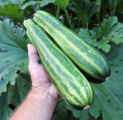 Seeds Vegetable Zucchini Tiger Striped Green - 30 Seeds