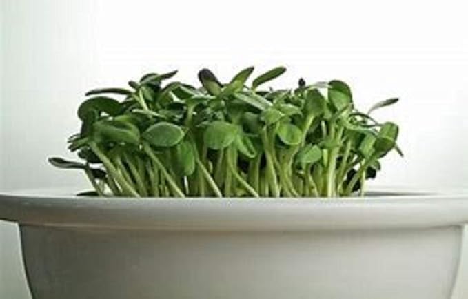 Sunflower Sprouting Seed, Non GMO -6 oz - Country Creek Acre Brand - Sunflower Seed for Sprouts, Garden Planting, Cooking, Soup, Emergency Food Storage, Gardening, Juicing, Cover Crop Product Name