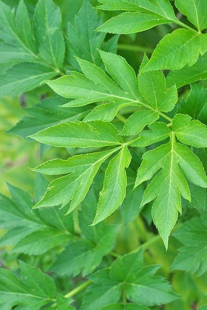 New Fresh 70pcs Ashitaba Plant Seeds Generic
