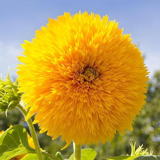 Seed Packets for Planting Teddy Bear Sunflowers in Home Outdoor Garden - Heirloom Non-GMO Flower Seed Packets