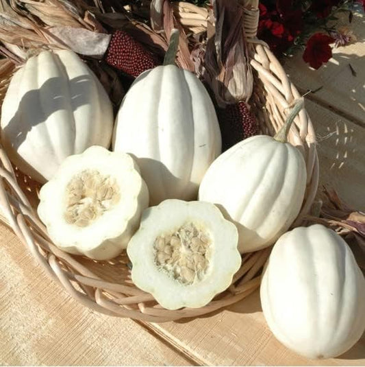 Mashed Potato Squash Seeds for Planting (10 Seeds) - Exotic White Squash, Gourmet Quality