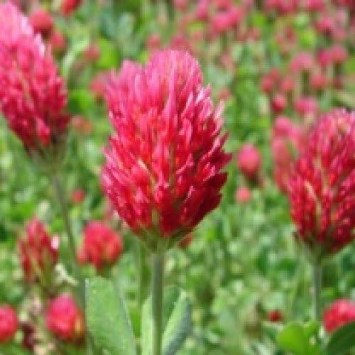 Crimson Clover Seeds, Premium Cover Crop Seeds, 1 Pound Pack from Seeds2Go