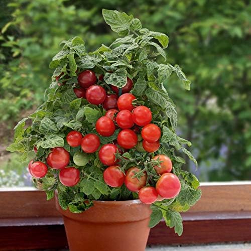 Seeds Red Dwarf Tomato Indoor Determinate Non GMO Heirloom