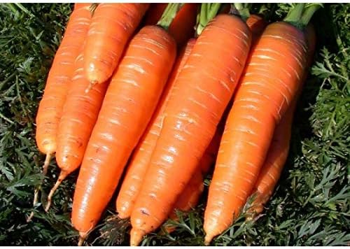 Seeds Vegetable Carrot Red Giant - 1000 Seeds