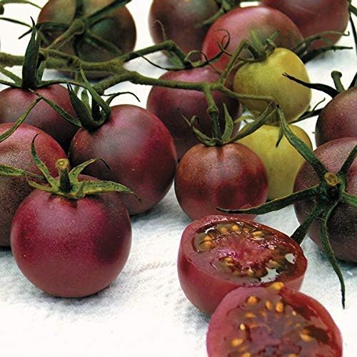 Park Seed Cherry Tomato Seeds, Planting Vegetables, Easy to Grow, Non-GMO, Variety of Colors and Sizes, Spring Garden, Chocolate Cherry, Pack of 30