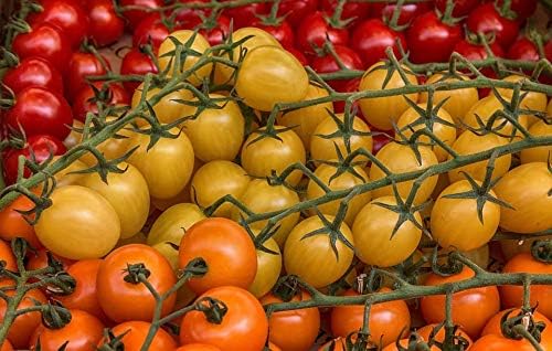Seeds Golden Cherry Tomato Indeterminate Non GMO Vegetable for Planting