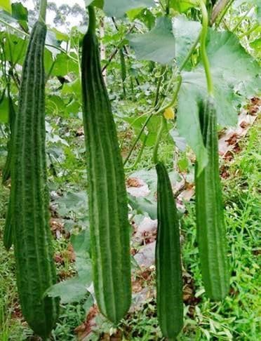 Long Angled Luffa Seeds Vegetable Seed Edible Chubby Pier Gourd Seeds Loofah Sponge 30pcs Zucchini